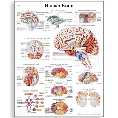 Brain Anatomy Poster-1 - Clinical Charts and Supplies