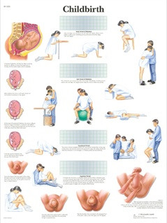 Childbirth Anatomy Chart - Clinical Charts and Supplies