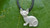 Sphynx Kitten Pendant Sterling Silver
