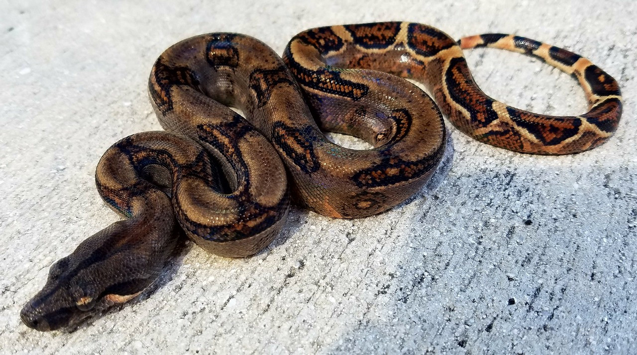 Costa Rican Boas for sale