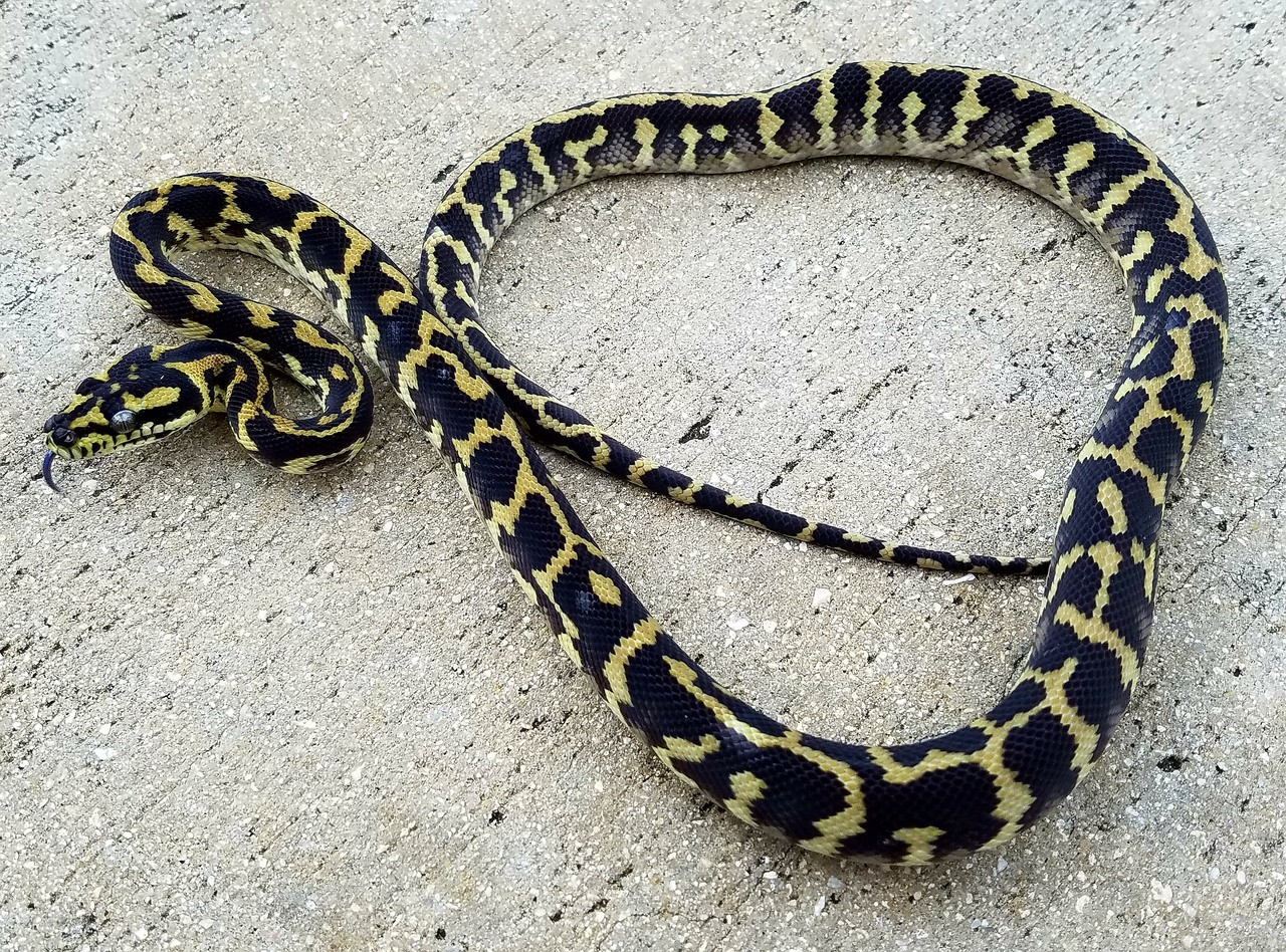 Irian Jayan Carpet Pythons For Snakes At Sunset Irian Jayan Carpet Python