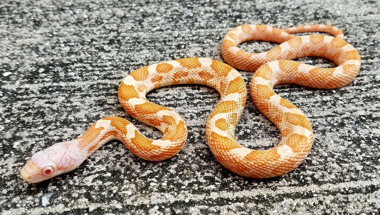 Albino Texas Rat Snake For Sale | Snakes At Sunset