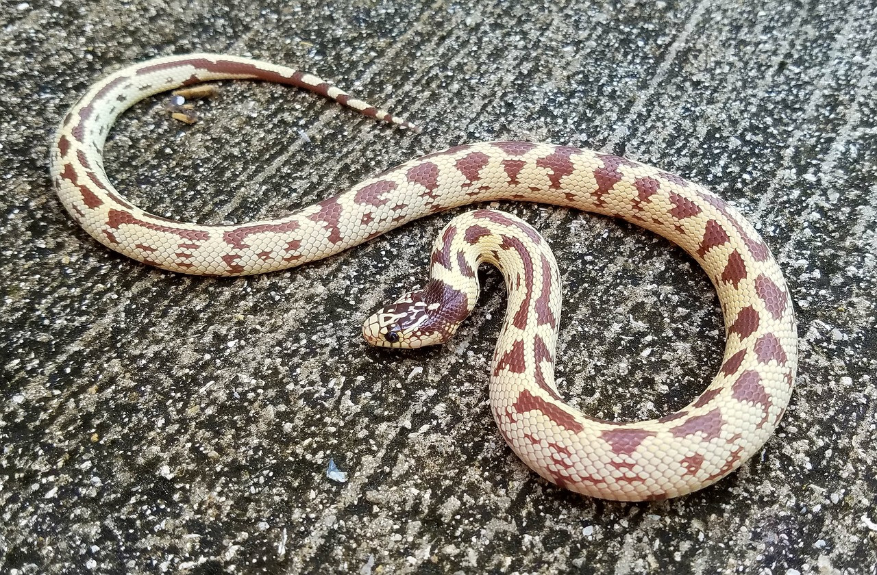 California King Snake For Lampropeltis Getula Hypomelanistic