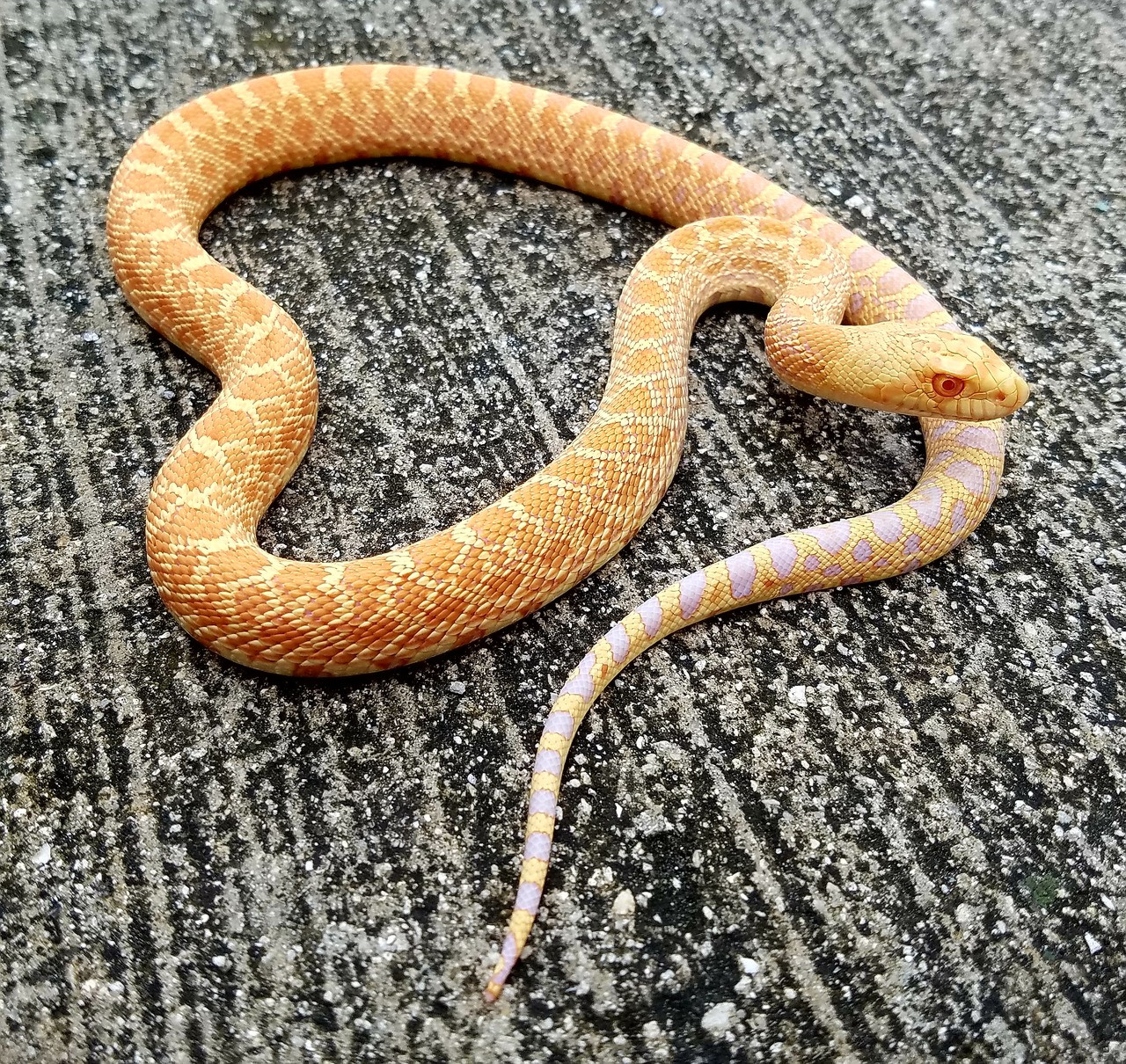 Real Corn Snakes For Sale