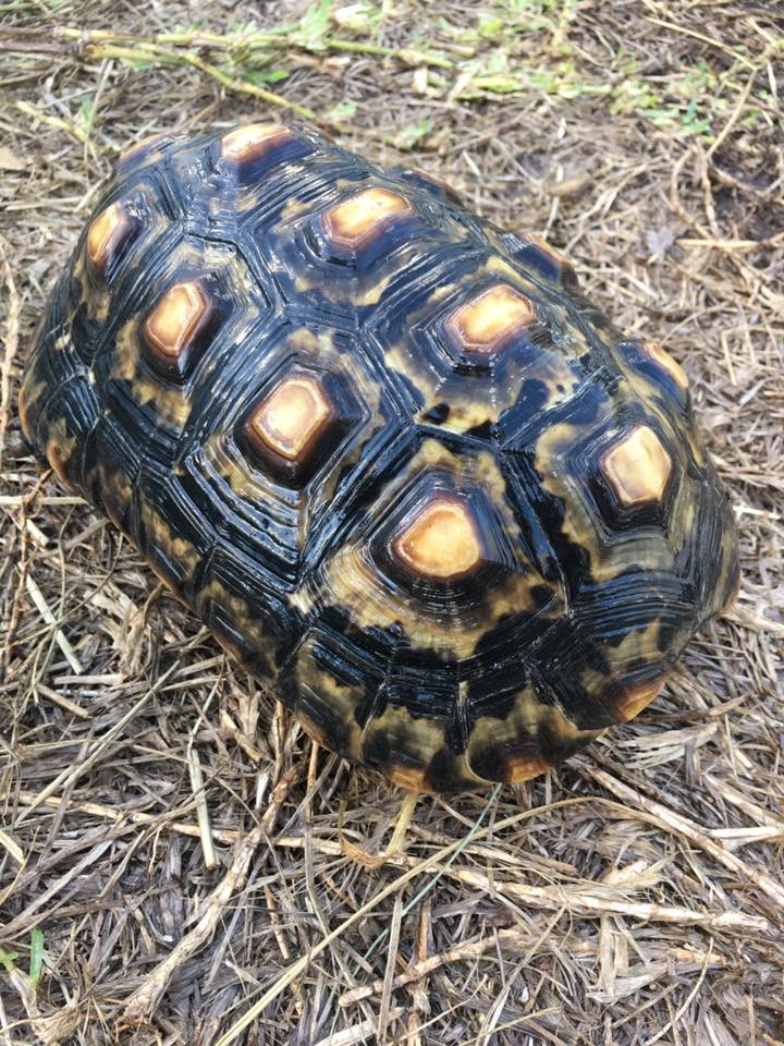 Cherry Head Red Foot Tortoise For Sale