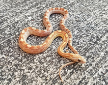 Amber Motley Corn Snake for sale | Reptiles for sale