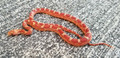 Blue Tongue Skinks | Snakes at Sunset
