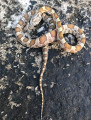 Opal Corn Snakes for sale | Snakes at Sunset