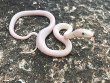Leucistic Texas Rat Snakes for sale | Snakes at Sunset
