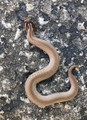 Reptiles for sale | Snakes at Sunset