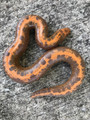 Coral Snow Corn Snakes for sale | Snakes at Sunset