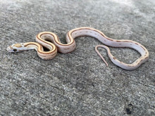 Amber Stripe Corn Snakes for sale | Snakes at Sunset