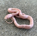 Coral Snow Corn Snakes for sale | Snakes at Sunset