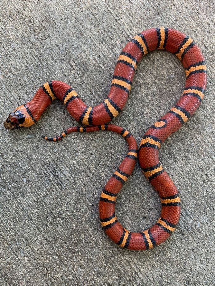 thayeri kingsnake milksnake