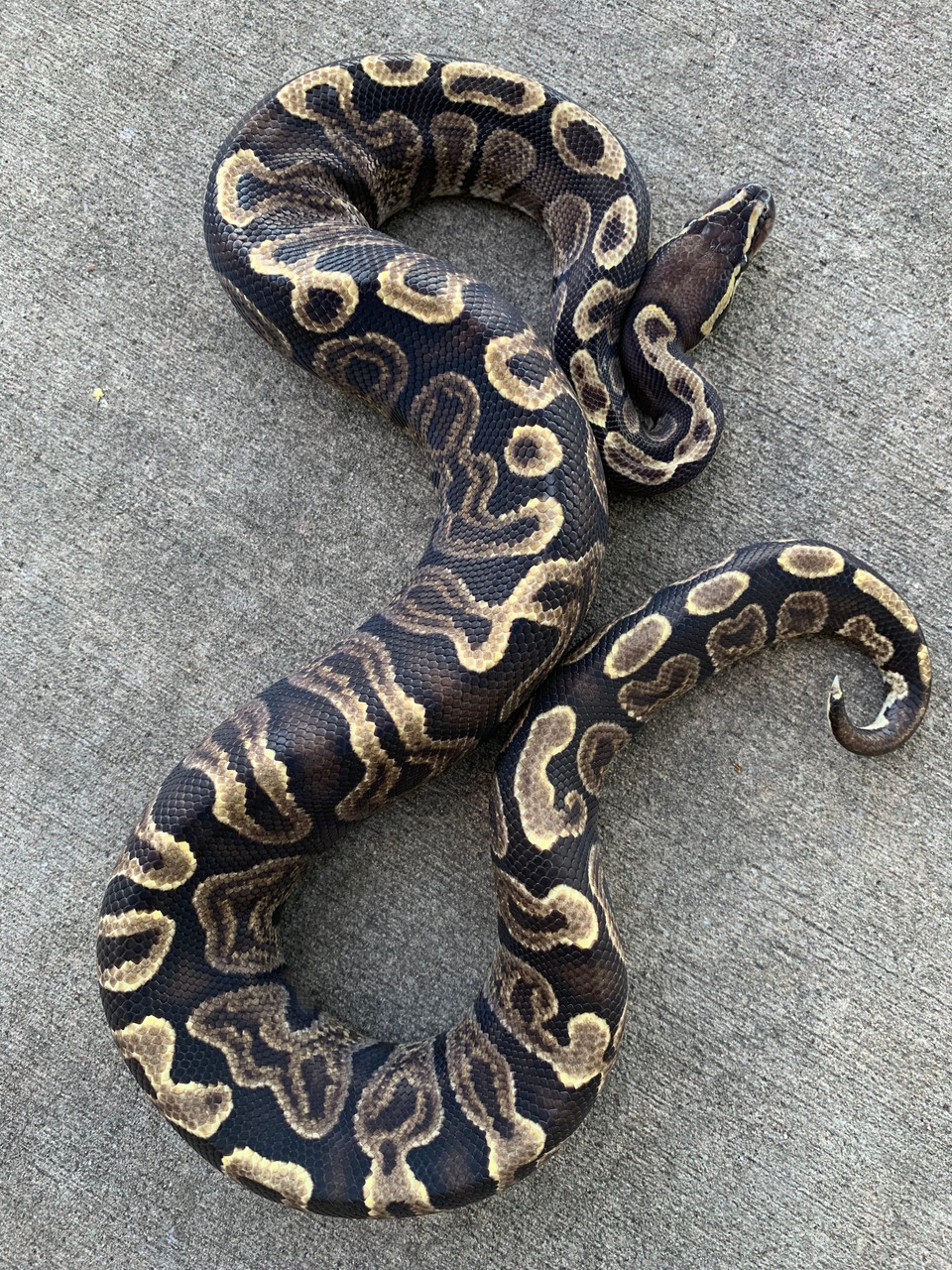 GHI Pastel Ball Pythons for sale Snakes at Sunset