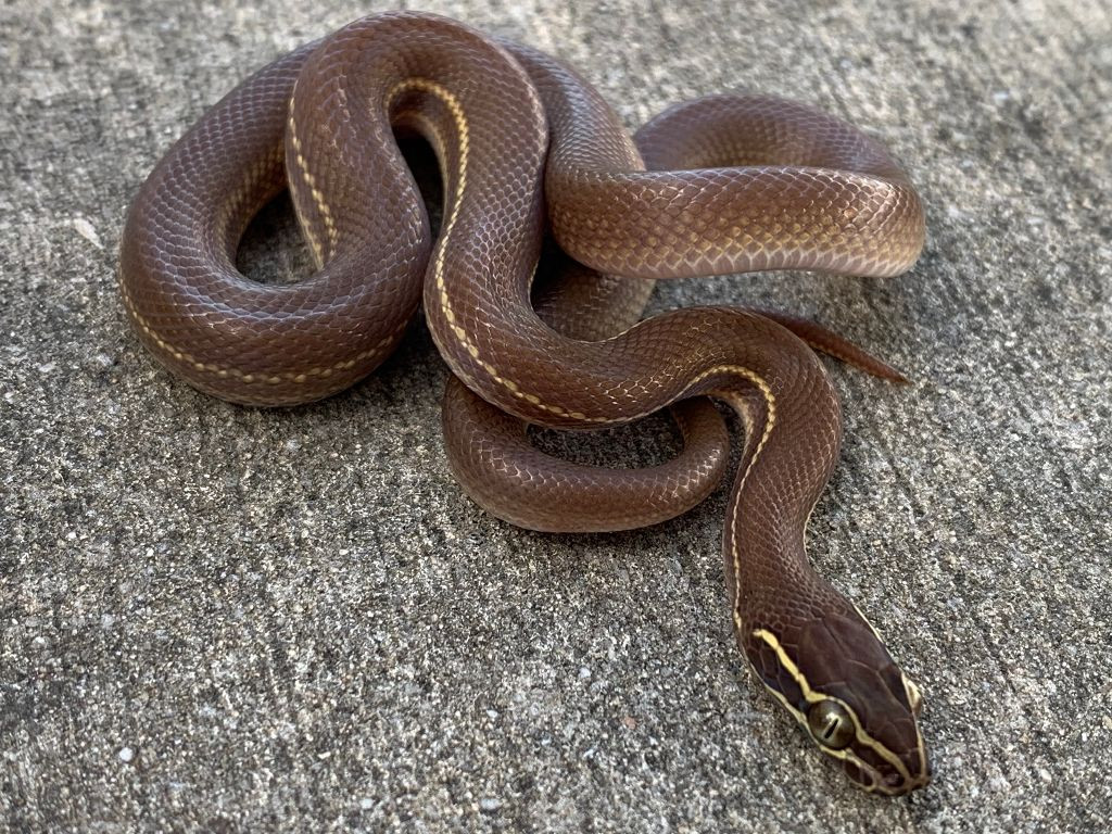 African House Snake For Sale Snakes At Sunset   Brown  74193.1575067659.1280.1280 