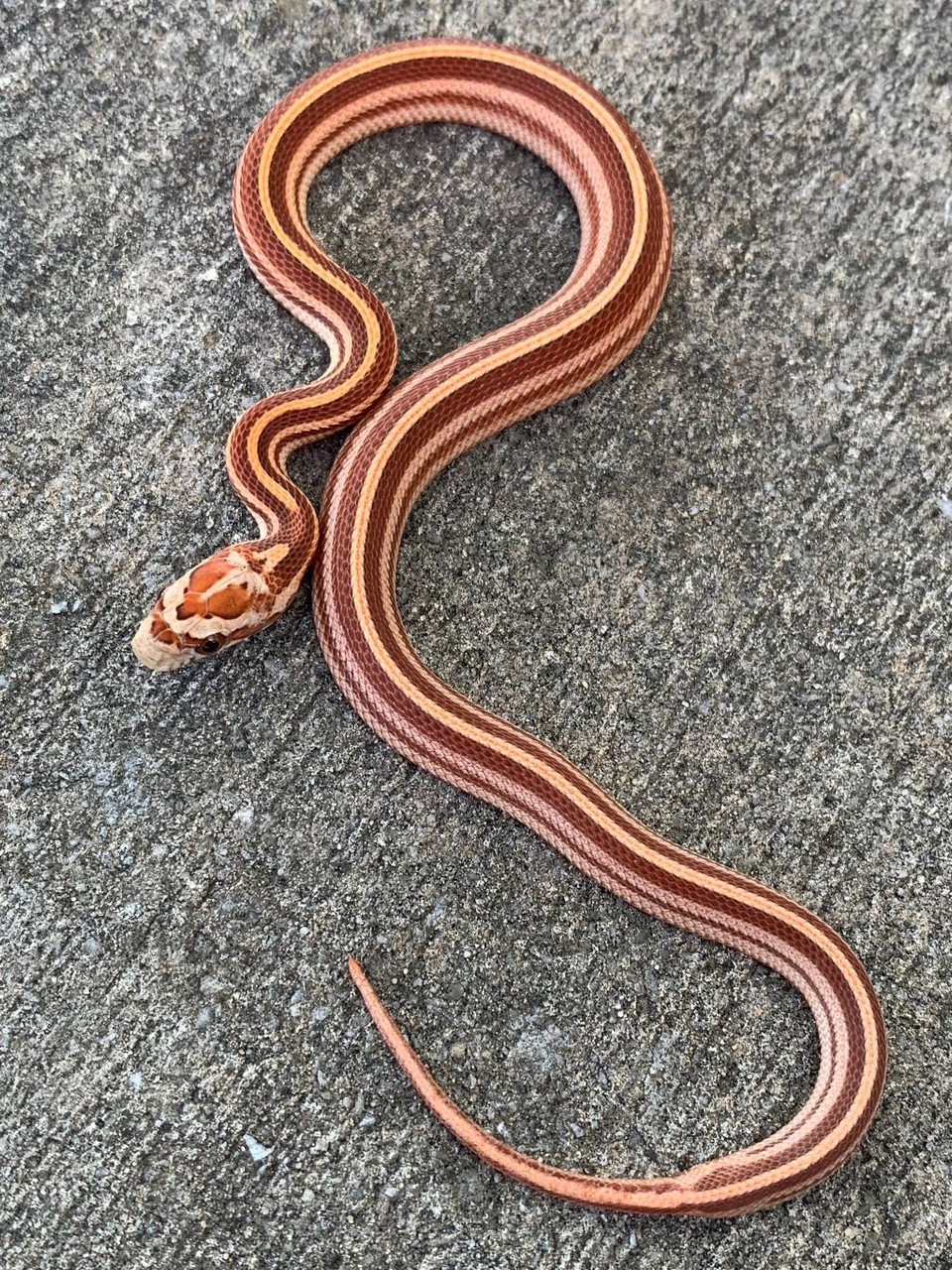 Motley Tessera Corn Snakes for sale | Snakes at Sunset