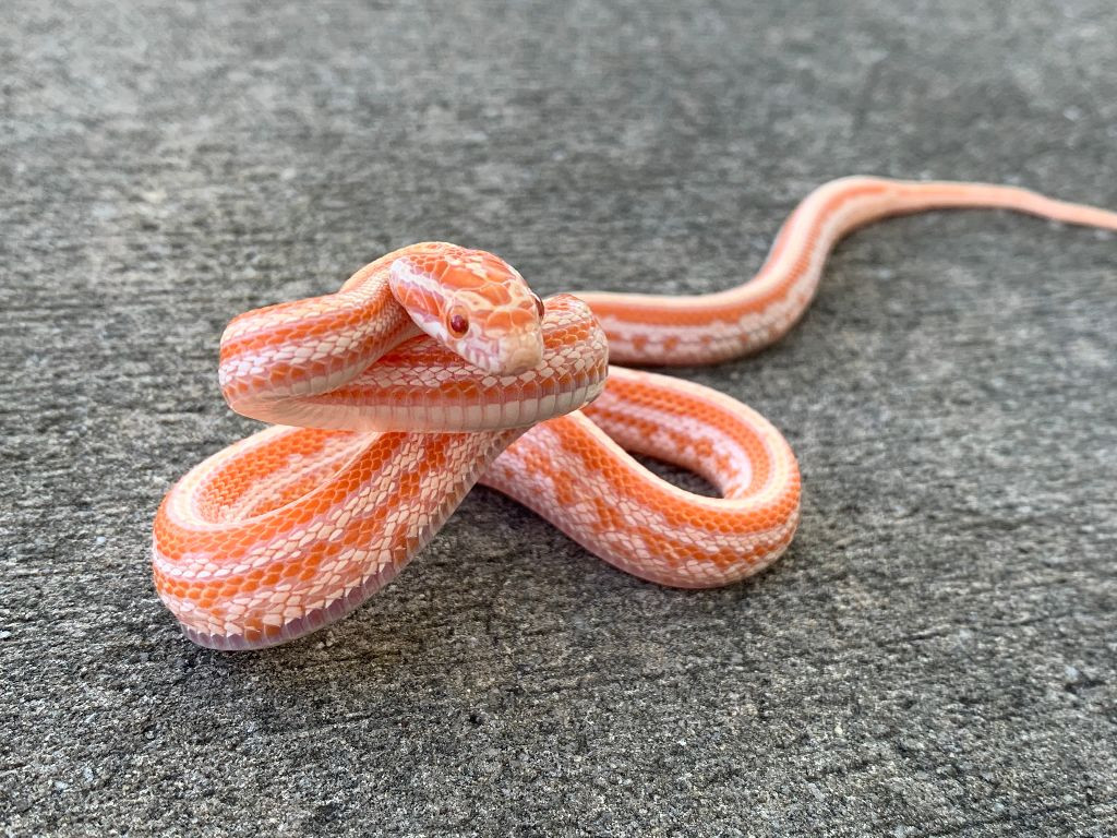 Creamiscle Tessera Corn Snakes for sale | Snakes at Sunset