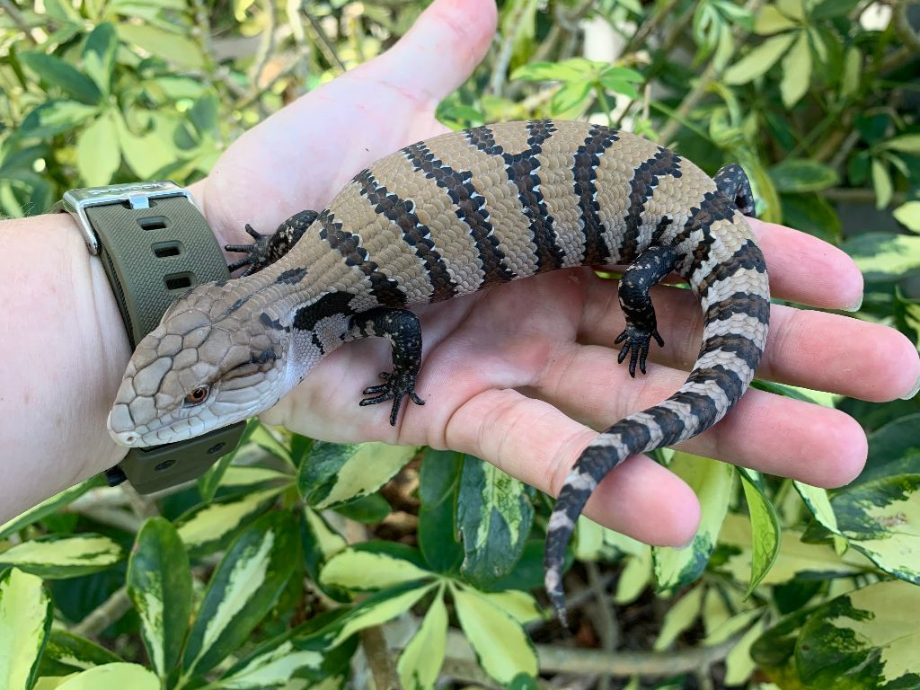 How Much Do Blue Tongue Skinks Cost