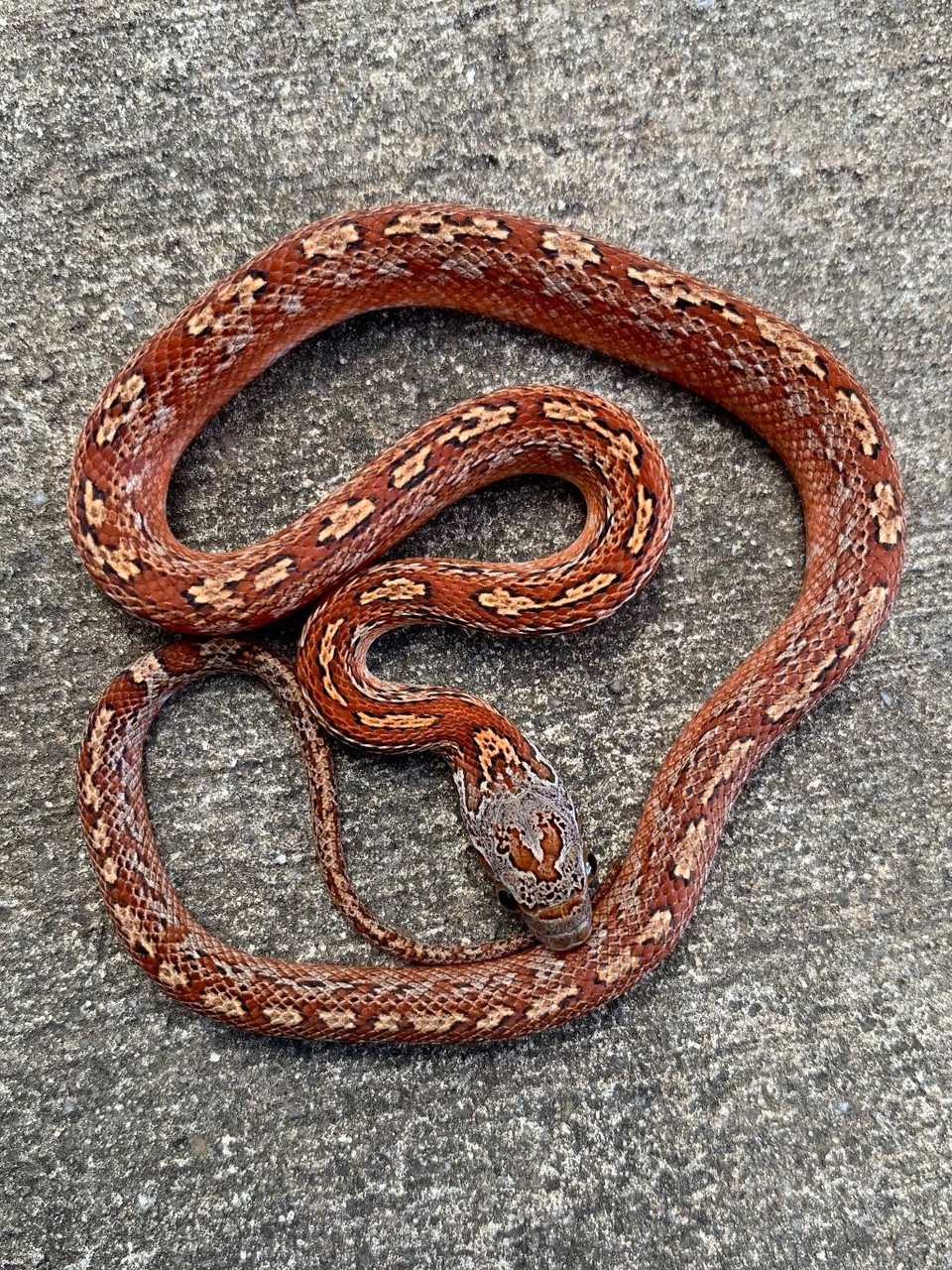 Blood Red Tessera Corn Snakes for sale | Snakes at Sunset