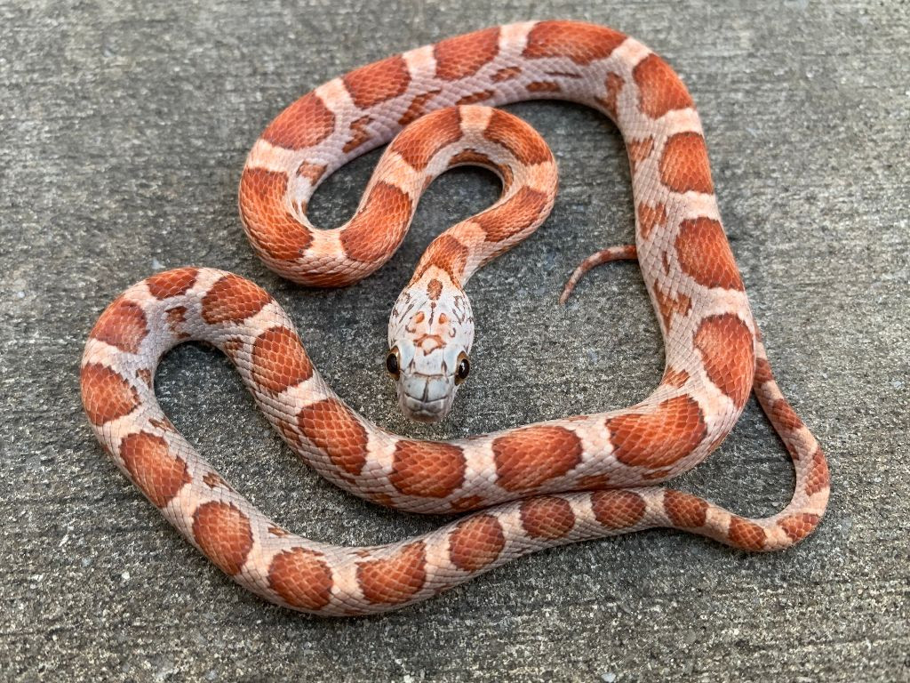 Sunkissed Motley Corn Snake For Sale | Snakes At Sunset