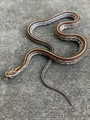 Caramel Corn Snakes for sale | Snakes at Sunset