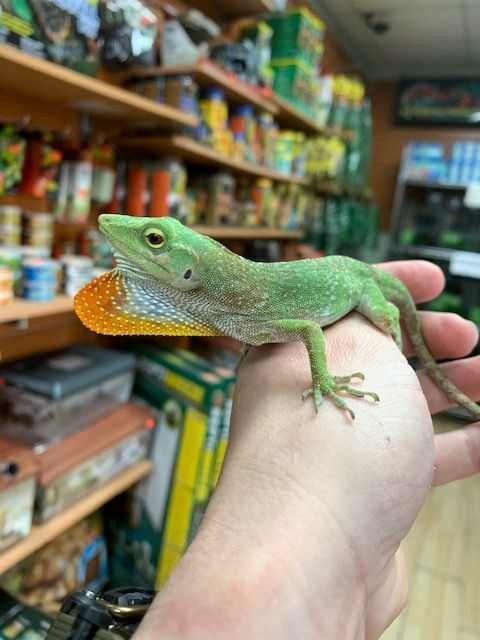 Neotropical Anoles for sale | Snakes at Sunset