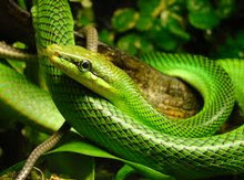 Red Tail Green Rat Snakes for sale