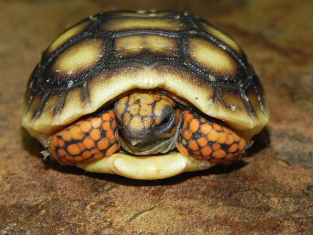 Red Foot Tortoise For Sale