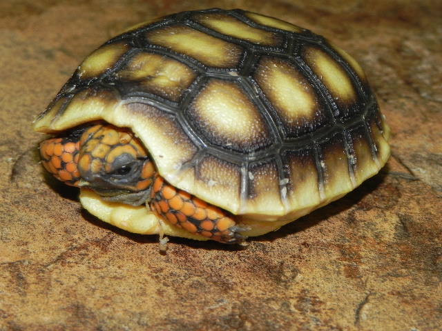 Red Foot Tortoise For Sale
