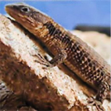 armadillo lizard price armadillo lizard price