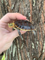 Baby Ornate Box Turtles for sale | Snakes at Sunset