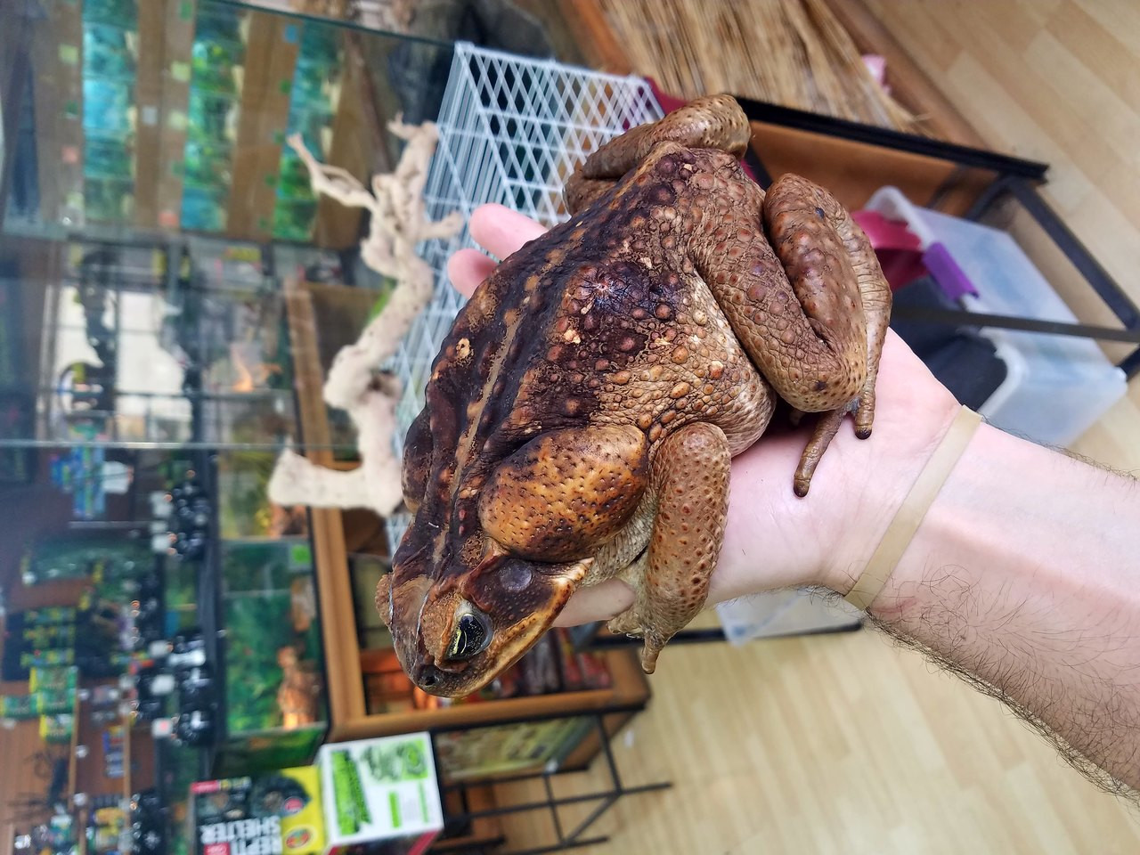 Giant Suriname Marine Toad for sale Snakes at Sunset