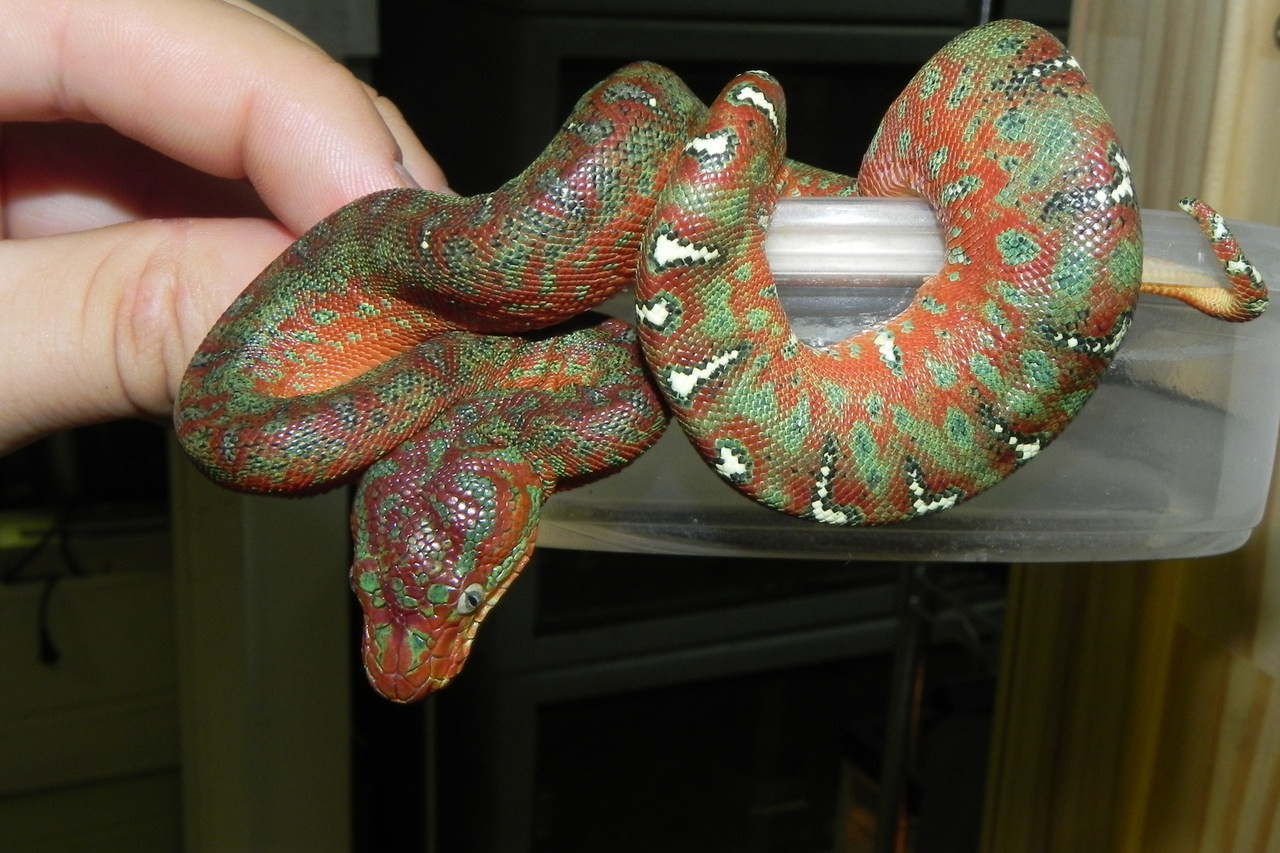 Baby Emerald Tree Boas for sale | Snakes at Sunset