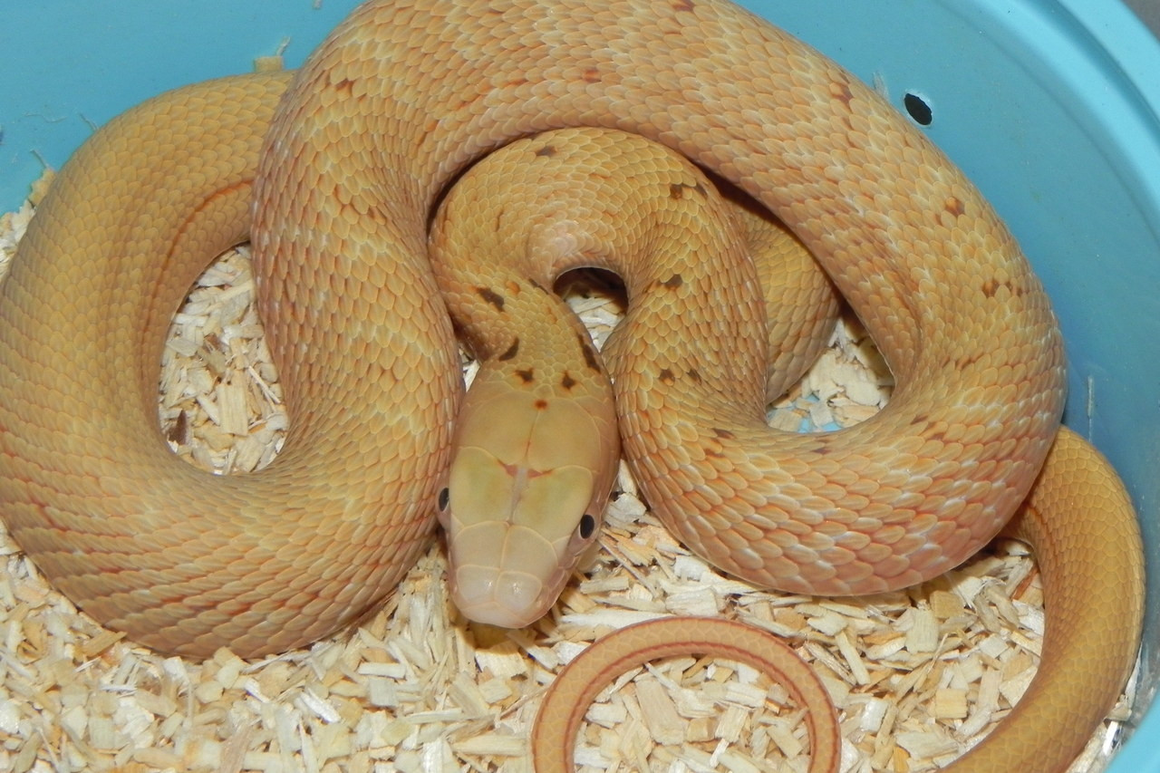 hypo king rat snake for sale