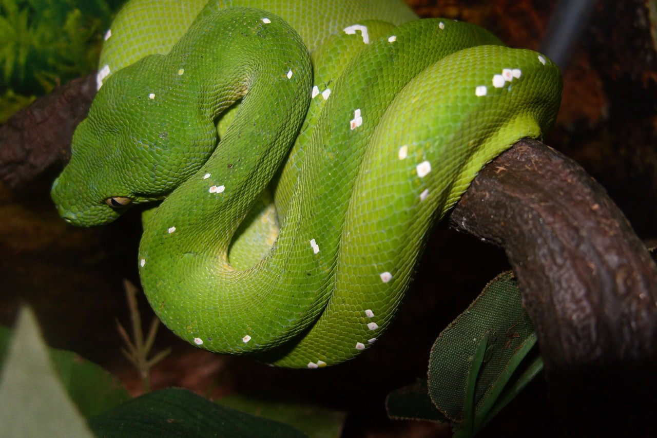 Adult Aru Green Tree Python For Sale