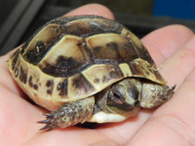 Baby Greek Tortoises for sale