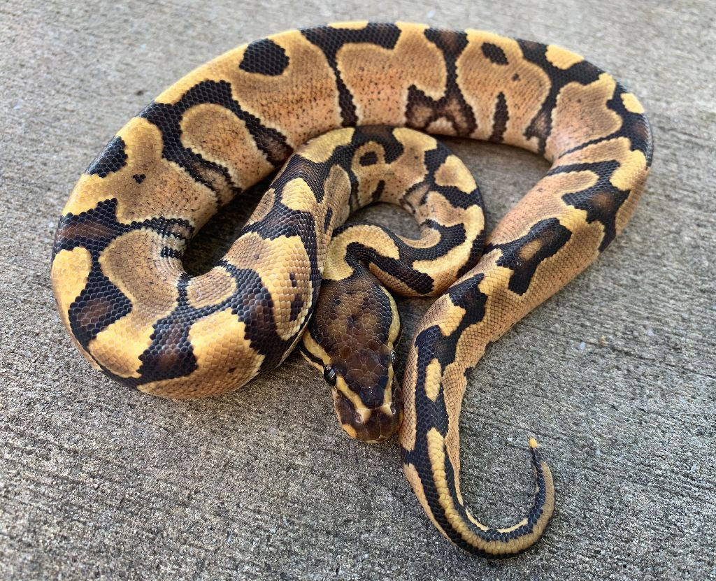 Fire Ball Python for sale | Snakes at Sunset