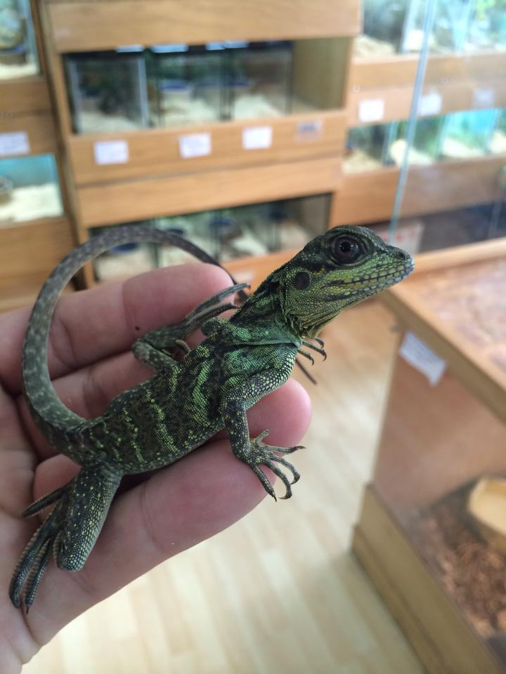 Sailfin Dragons for sale Snakes at Sunset