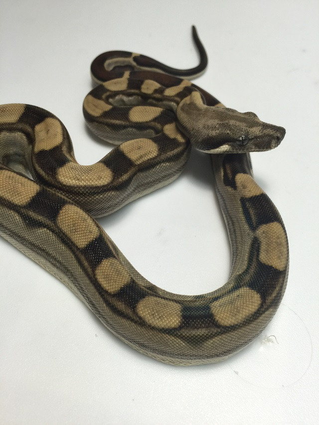 Motley Boa Constrictors for sale | Snakes at Sunset