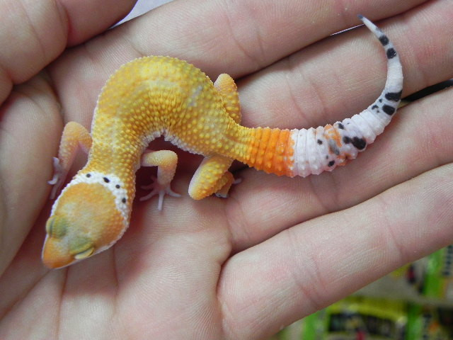 Hypo Tangerine Leopard Gecko for sale