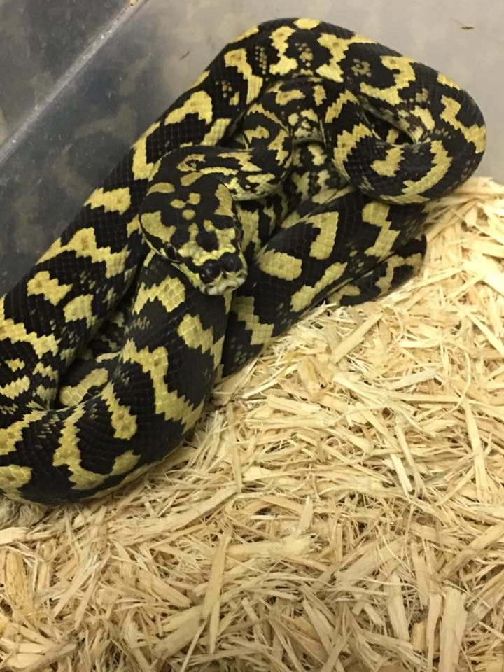 Jungle Carpet Pythons For Snakes At Sunset