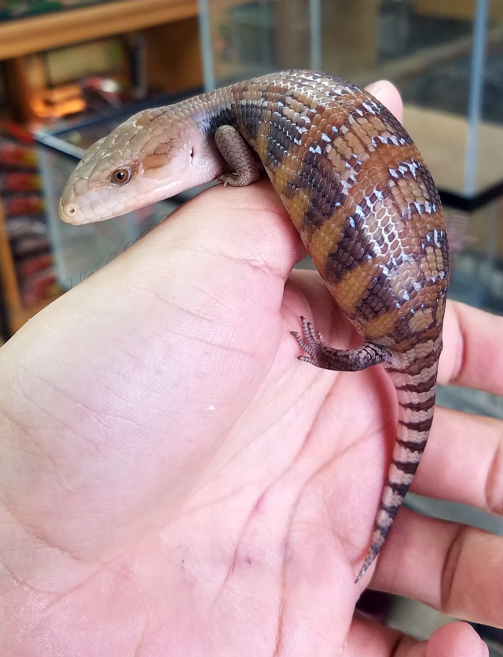 Northern Blue Tongue Skinks Snakes At Sunset   Northern 5  41708.1493813818.1280.1280 