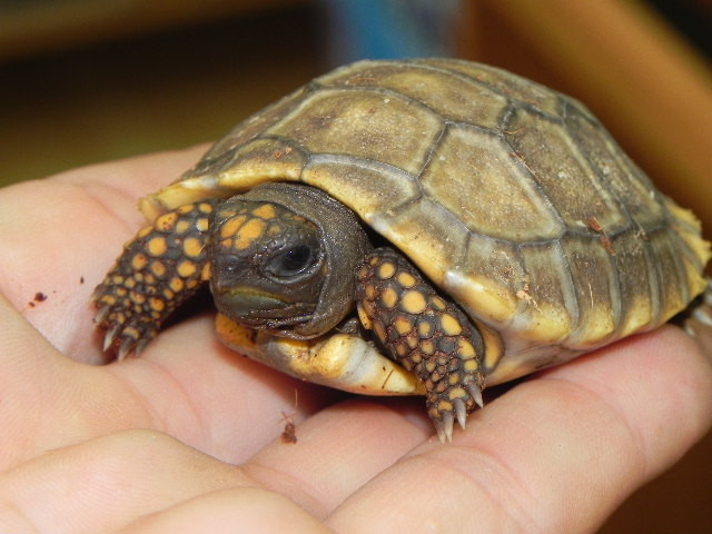 Baby Yellow Foot Tortoises For Sale