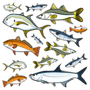 Fishing Pattern Coordinating Decals