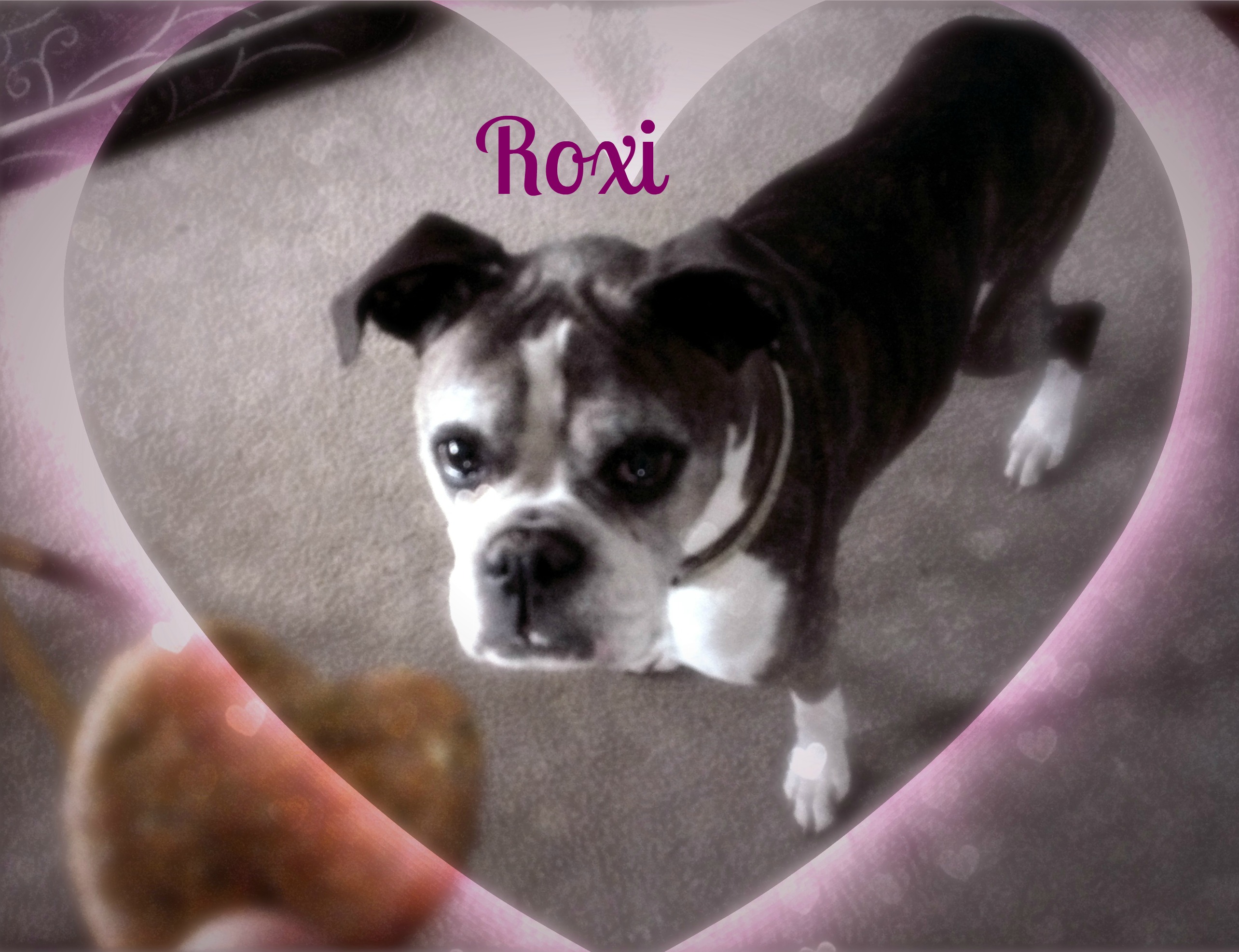 roxi-valentines2x3.jpg