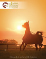 The Arabian Breeders' Magazine Subscription