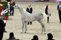 World Championships Arabian Horse Show DVD - Paris 2014
