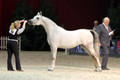 European Championships Arabian Horse Show DVD - Lier 2014