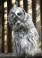 Wise grey owl - A5 card